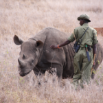 Black rhino and ranger