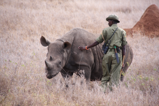 Black rhino and ranger