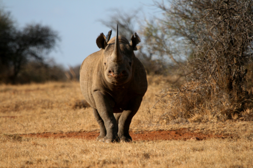Black rhino facing the camera