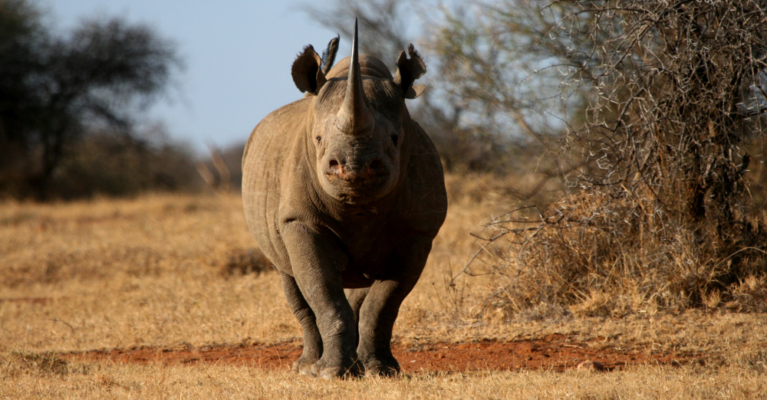 Black rhino facing the camera