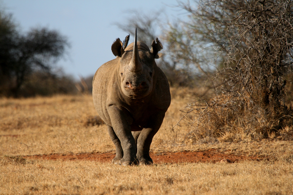 images of rhinos