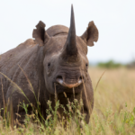 Black rhino facing forward