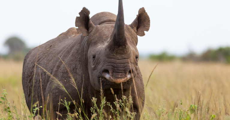 World Rhino Day | 22 September | Save the Rhino