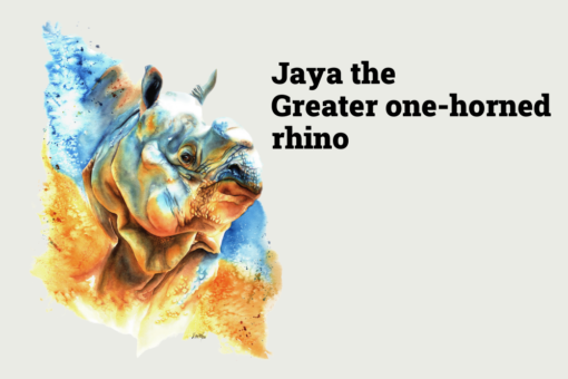 Jaya rhino design