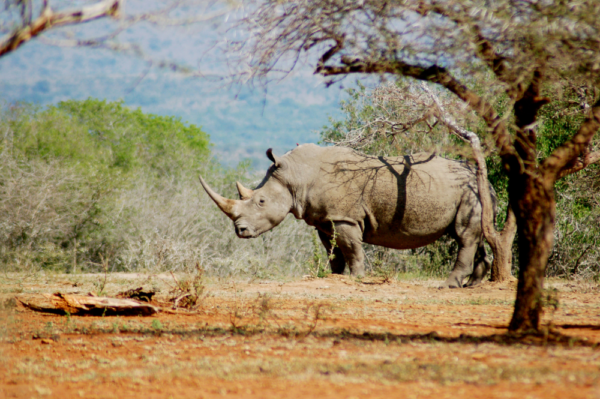 News | Rhino Conservation | Save the Rhino International