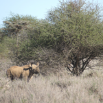Black rhino in the bush, Kenya