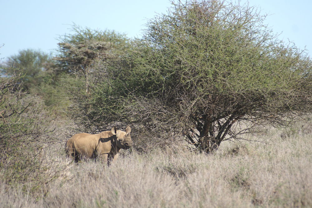 Black rhino in the bush, Kenya
