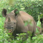 Two black rhinos in the trees