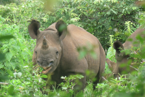 News | Rhino Conservation | Save the Rhino International