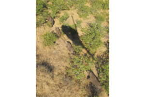 Three rhinos from helicopter view