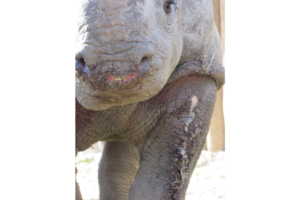 Black rhino with bullet wound in leg