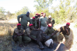 Sedated black rhino with LRT team