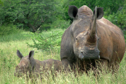 White rhino cow and calf in grass