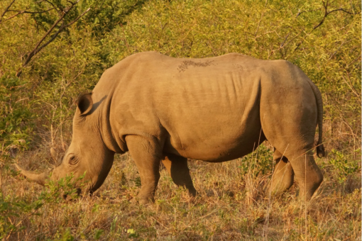 White rhino grazing, South Africa