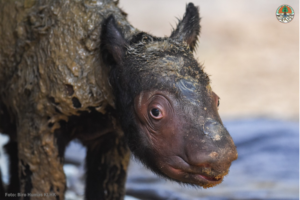 New Sumatran rhino calf