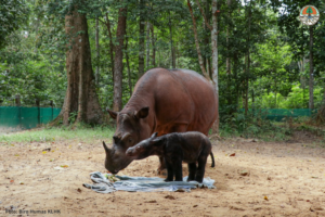 Sumatran rhino Rosa and her calf