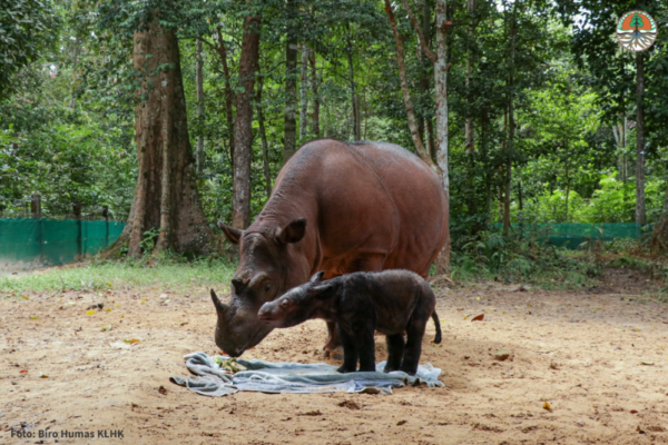Rescue Of Critically Endangered Sumatran Rhino - International Rhino  FoundationInternational Rhino Foundation