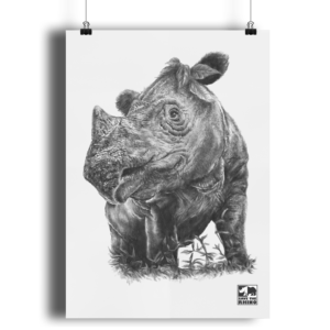 An image of the A3 Sumatran rhino print in black and white on a white background.