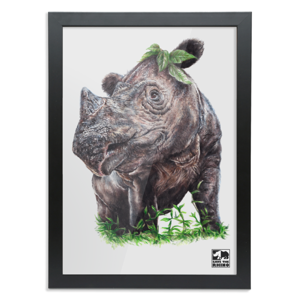 An image showing the A3 Sumatran rhino colour design in a black frame on a white background.