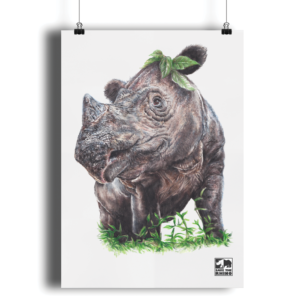 An image of the A4 Sumatran rhino print in colour on a white background.