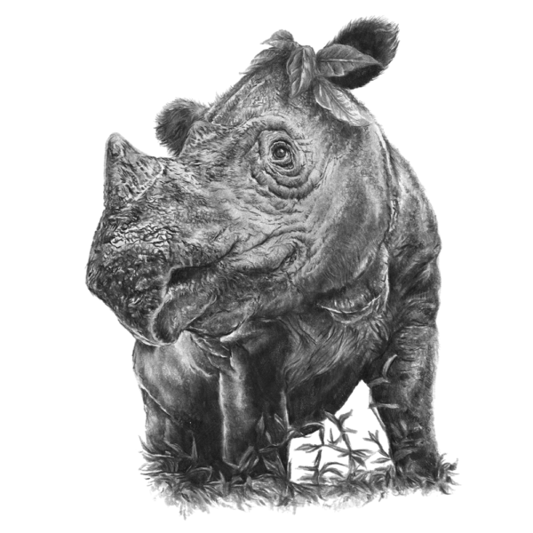 The Sumatran rhino image from the Close Encounters Collection in black and white on a white background
