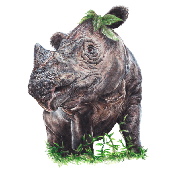 The Sumatran rhino image from the Close Encounters Collection in colour on a white background