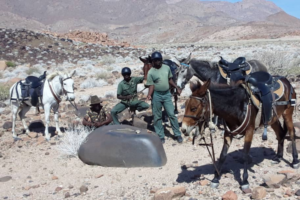 Four mules and three rangers in Namibia.