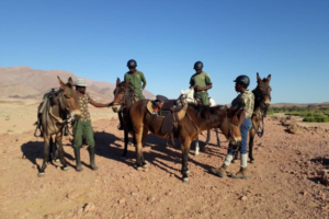 Rangers getting onto mules for patrol.