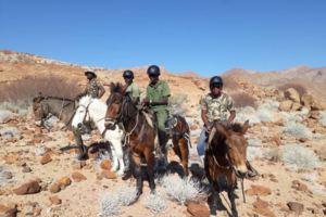 Four rangers riding mules in the desert.