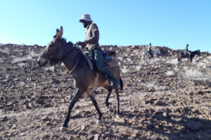 Ranger riding a mule.