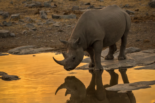 Black rhino reflection