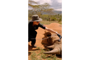 Black rhino eye ultrasound