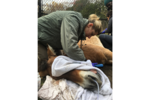 Ellie working with a Przewalski horse