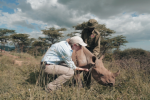 Ellie and a ranger with a black rhino calf