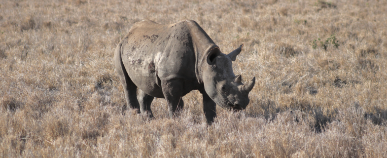 Black rhino in dry grass