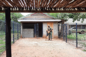 Dog Hunter with her handler, during training.