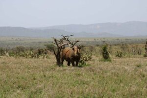 black rhino by a tree