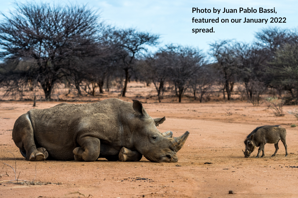 Sleeping rhino and warthog