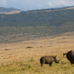 White rhino calf facing mother.