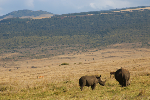 White rhino calf facing mother.