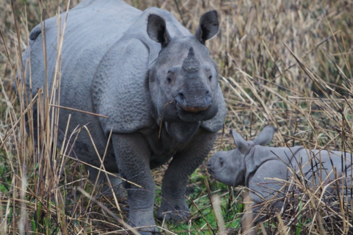 Rhino and calf in grass.