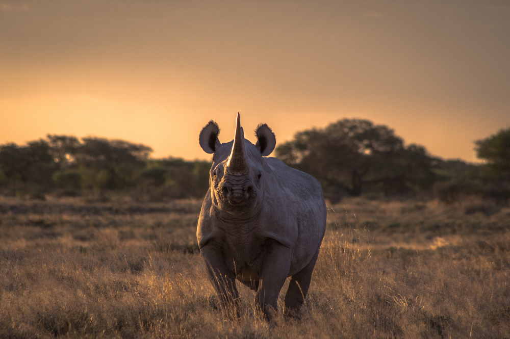 Black rhino at sunset