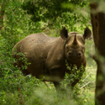 Black rhino