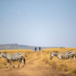Zebras crossing a path