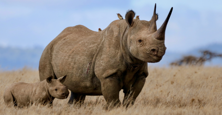 Mother and calf black rhinos standing in grass