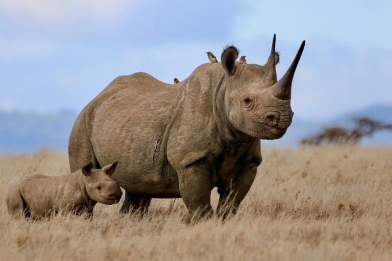 Our Partners | About Us | Save the Rhino International