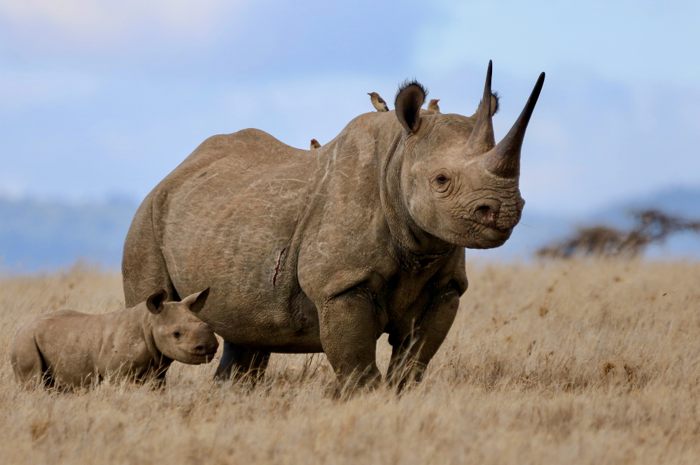 The Great Rhino Rescue: Saving the Southern - Lerner Publishing Group