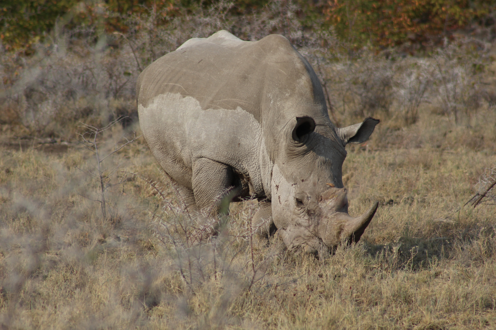 White rhino eating