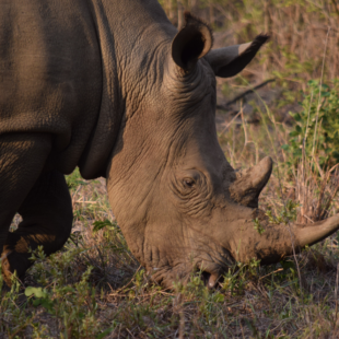 What We Do | Rhino Conservation | Save The Rhino International