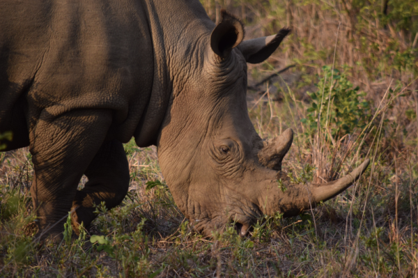 News | Rhino Conservation | Save the Rhino International